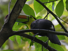 Ramphastos sulfuratus