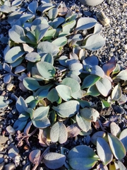 Mertensia maritima