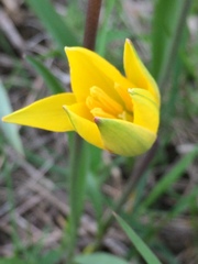 Tulipa sylvestris