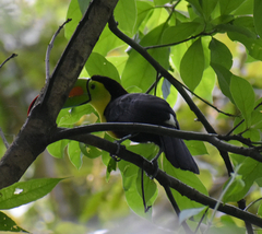 Ramphastos sulfuratus