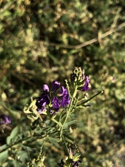 Medicago