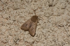 Orthosia cruda