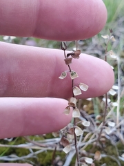 Scutellaria lateriflora