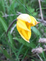 Tulipa sylvestris