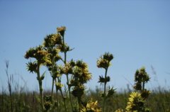 Silphium laciniatum