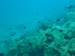 Chromis chromis