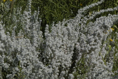 Krascheninnikovia lanata