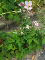 Eriocapitella hupehensis