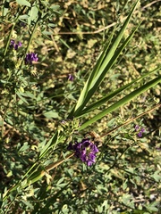 Medicago