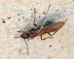 Novomessor albisetosus