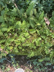 Polypodioideae