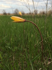 Tulipa sylvestris