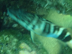 Serranus scriba