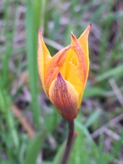 Tulipa sylvestris