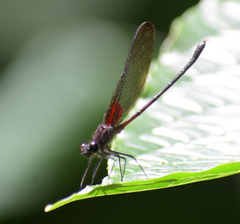 Hetaerina cruentata
