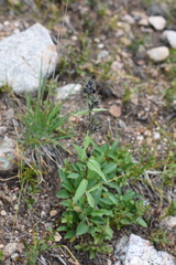 Penstemon whippleanus