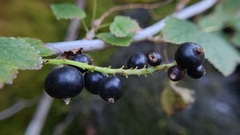 Ribes hudsonianum petiolare