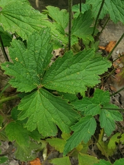 Eriocapitella hupehensis