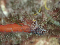 Tripterygion melanurus