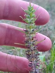 Hedeoma hispida