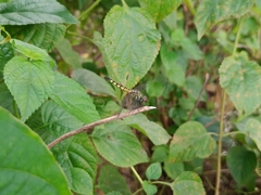 Brachydiplax sobrina