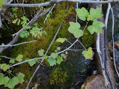 Ribes hudsonianum petiolare