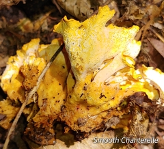 Cantharellus lateritius