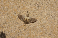 Peridea anceps