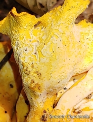 Cantharellus lateritius