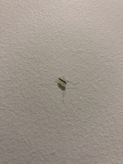 Trigonotylus caelestialium