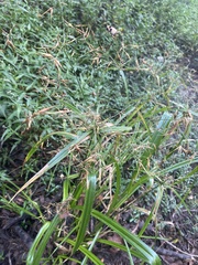 Rhynchospora corniculata