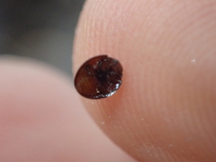 Chilocorus bipustulatus