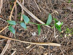 Tradescantia fluminensis