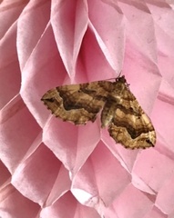 Pelurga comitata