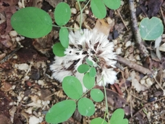 Sebacina schweinitzii