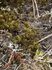 Climacium dendroides