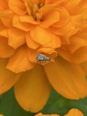 Pseudoedophrys hilleri