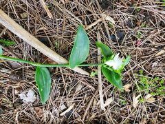 Tradescantia fluminensis