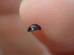 Chilocorus bipustulatus