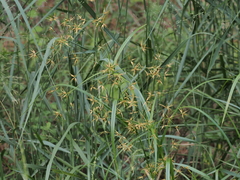 Rhynchospora corniculata