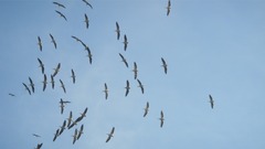 Pelecanus onocrotalus