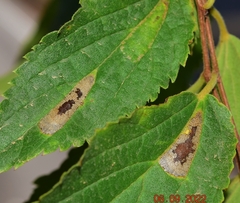 Phyllonorycter millierella