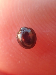 Chilocorus bipustulatus