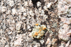 Rhizoplaca chrysoleuca