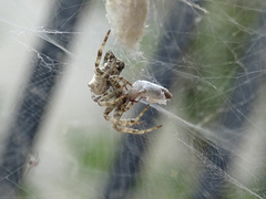 Cyrtophora citricola