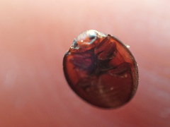 Chilocorus bipustulatus