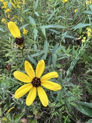 Coreopsis tripteris