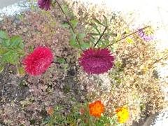 Chrysanthemum morifolium