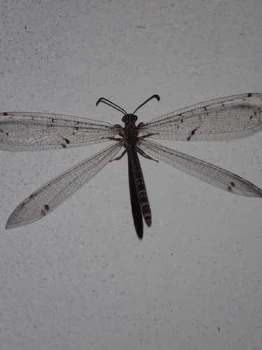 Četverotočkasti mravolovac (Distoleon tetragrammicus)