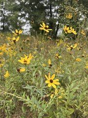 Coreopsis tripteris